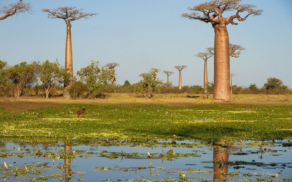 Bobab in Morondava