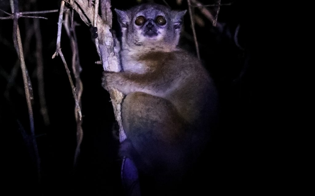 Lepilemur ruficaudatus 5