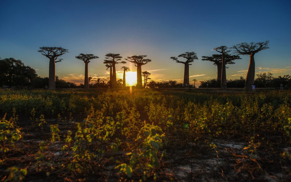 allée baobab