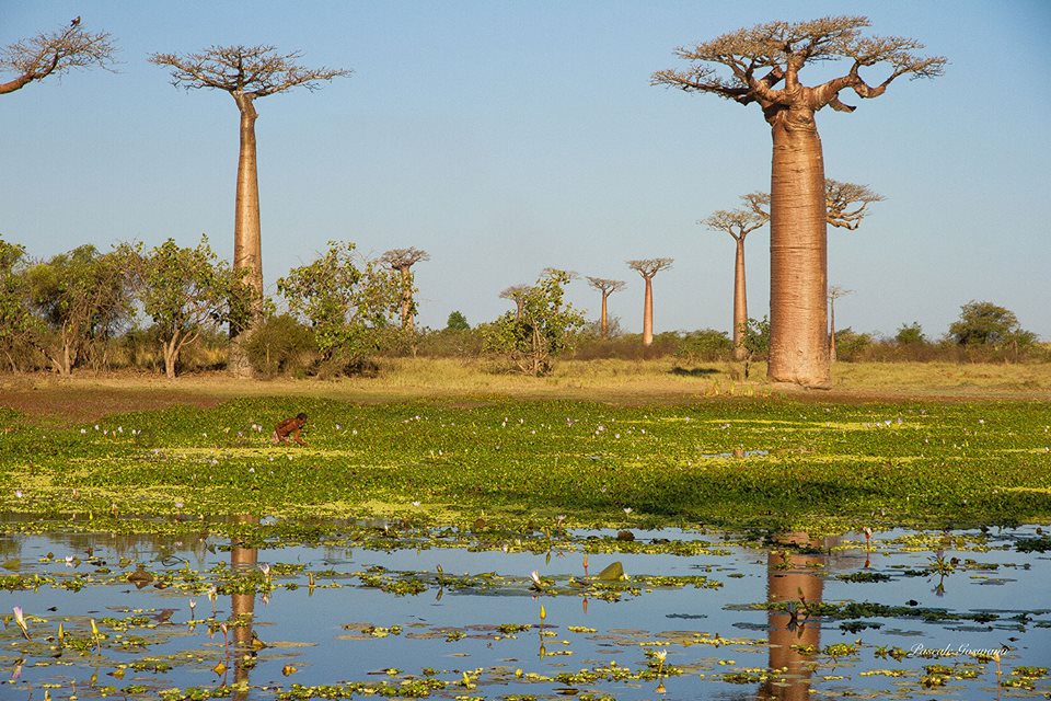 Bobab in Morondava