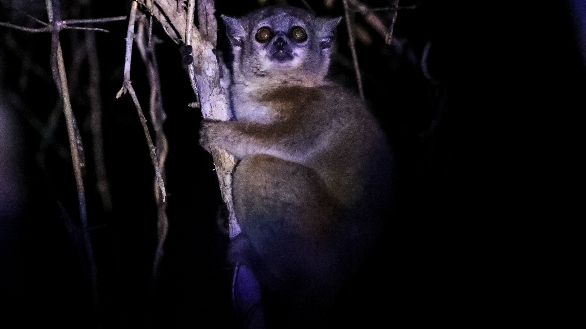 Lepilemur ruficaudatus 5